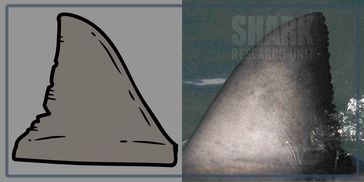 White shark Photo identification project - Great white shark 020