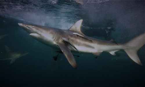 Blacktip Shark Speciality