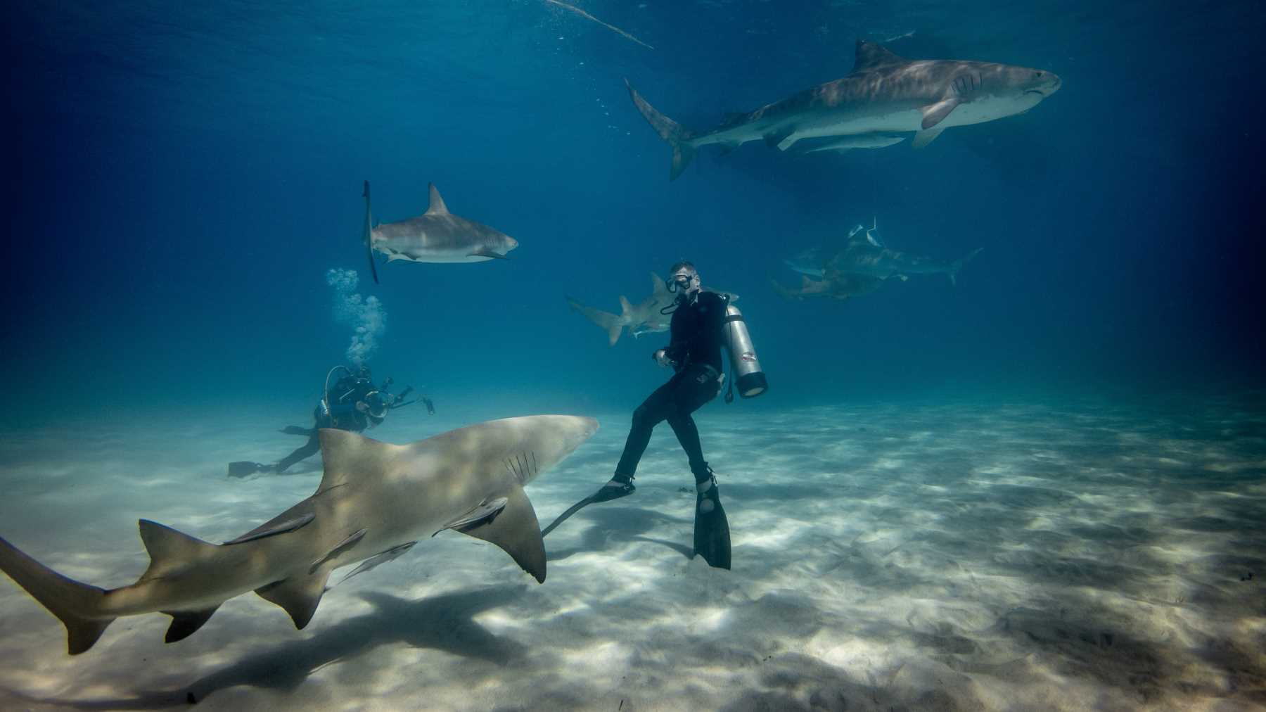 shark research opportunities for high school students