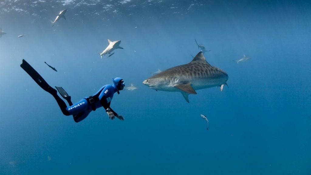 Skills needed to work with sharks - 15 of the best