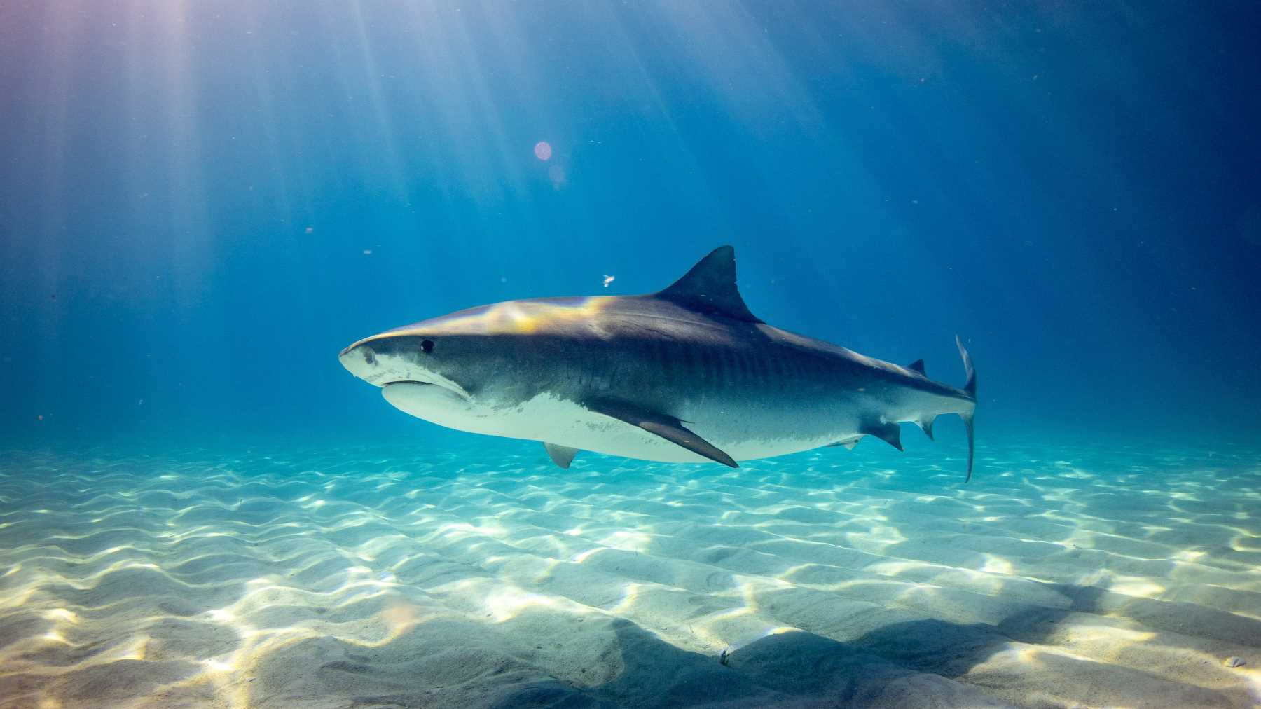 When it comes to preparing meals, even tiger sharks take the easy