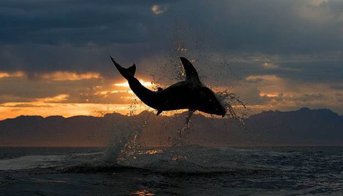 Breaching Great White Shark during shark research internship training program at Mossel Bay south africa