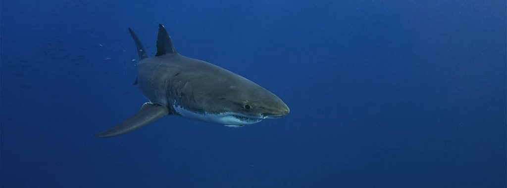 Great White Shark Research Internship Training Program - South Africa