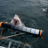 Shark Development Program - Image 7