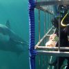 Shark Development Program - Image 5