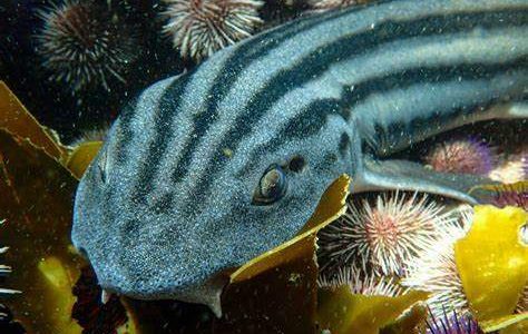 Catshark and Shyshark Speciality