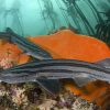 Shark Development Program - Image 6