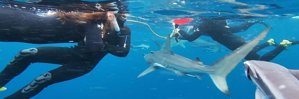 Shark Development Program - Shark Research Unit