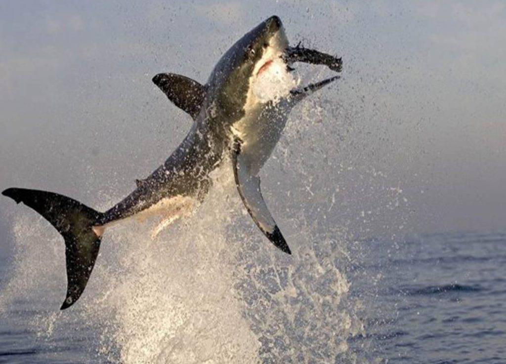 Adopt a great white shark - Shark Research Unit