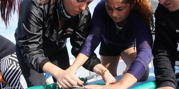 shark research field program oceans research