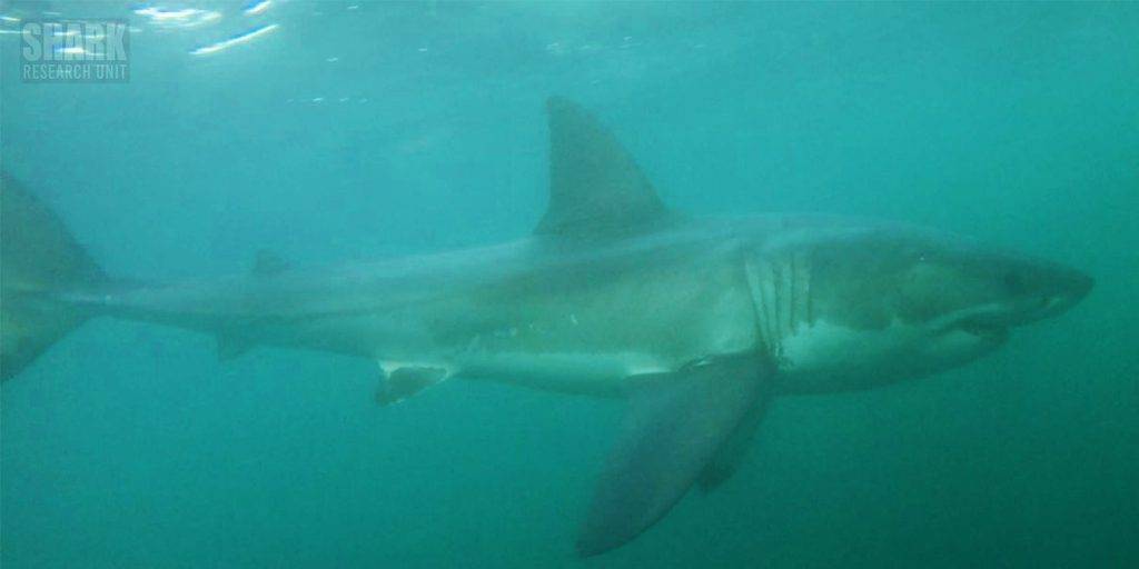 White shark Photo identification project - Great white shark 034