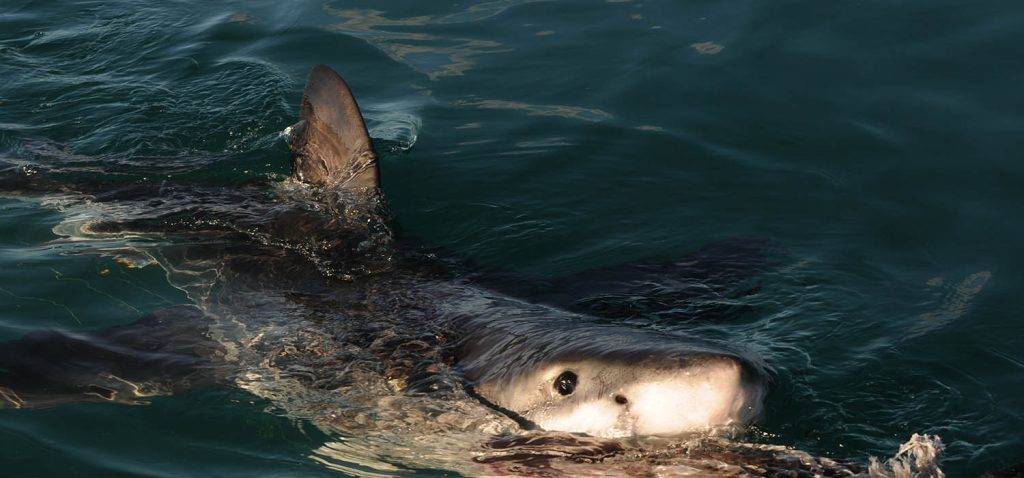 White shark Photo identification project - Great white shark 046