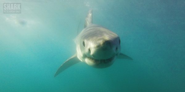 White shark Photo identification project - Great white shark 036