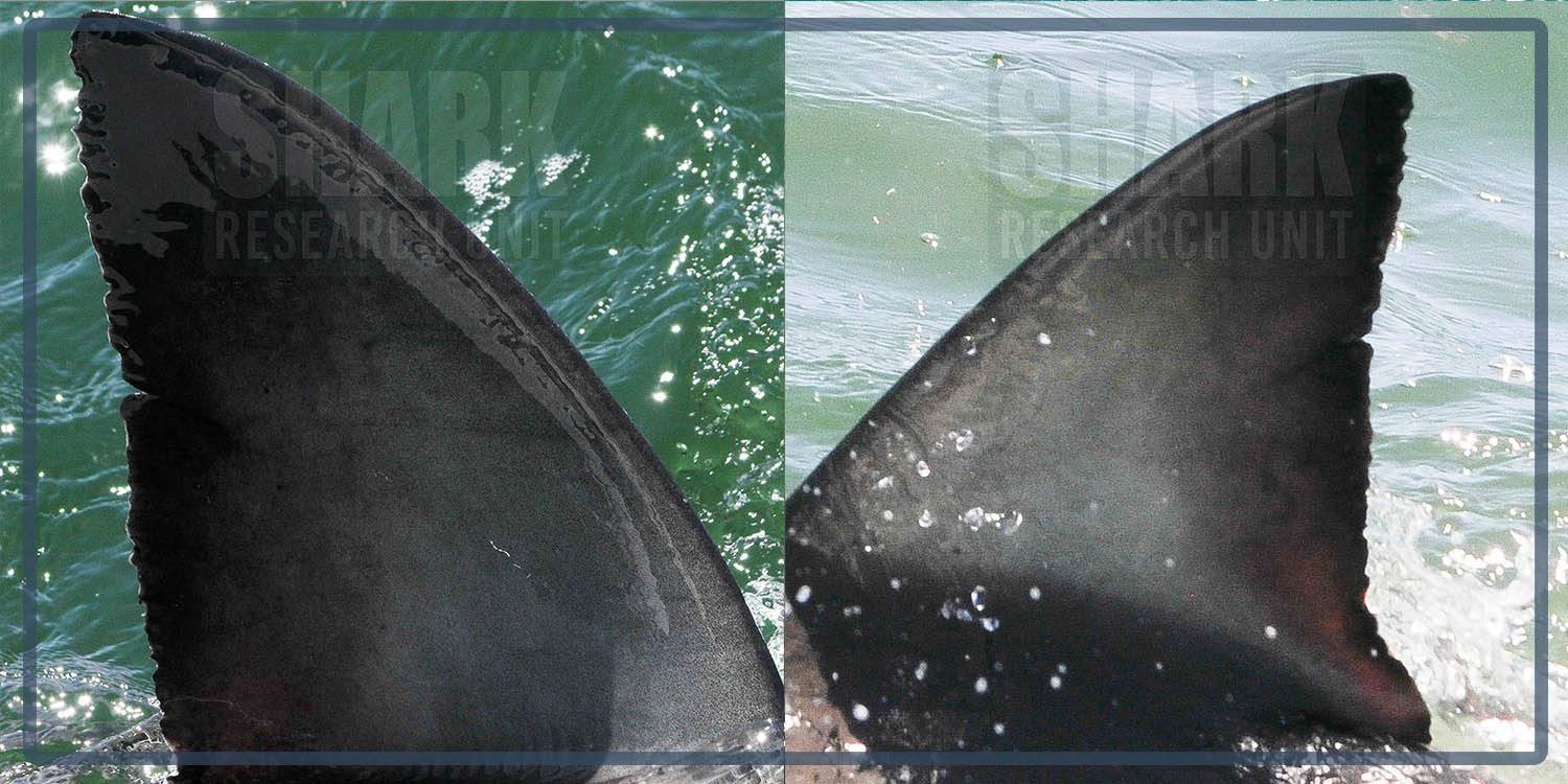 White shark Photo identification project - Great white shark 008