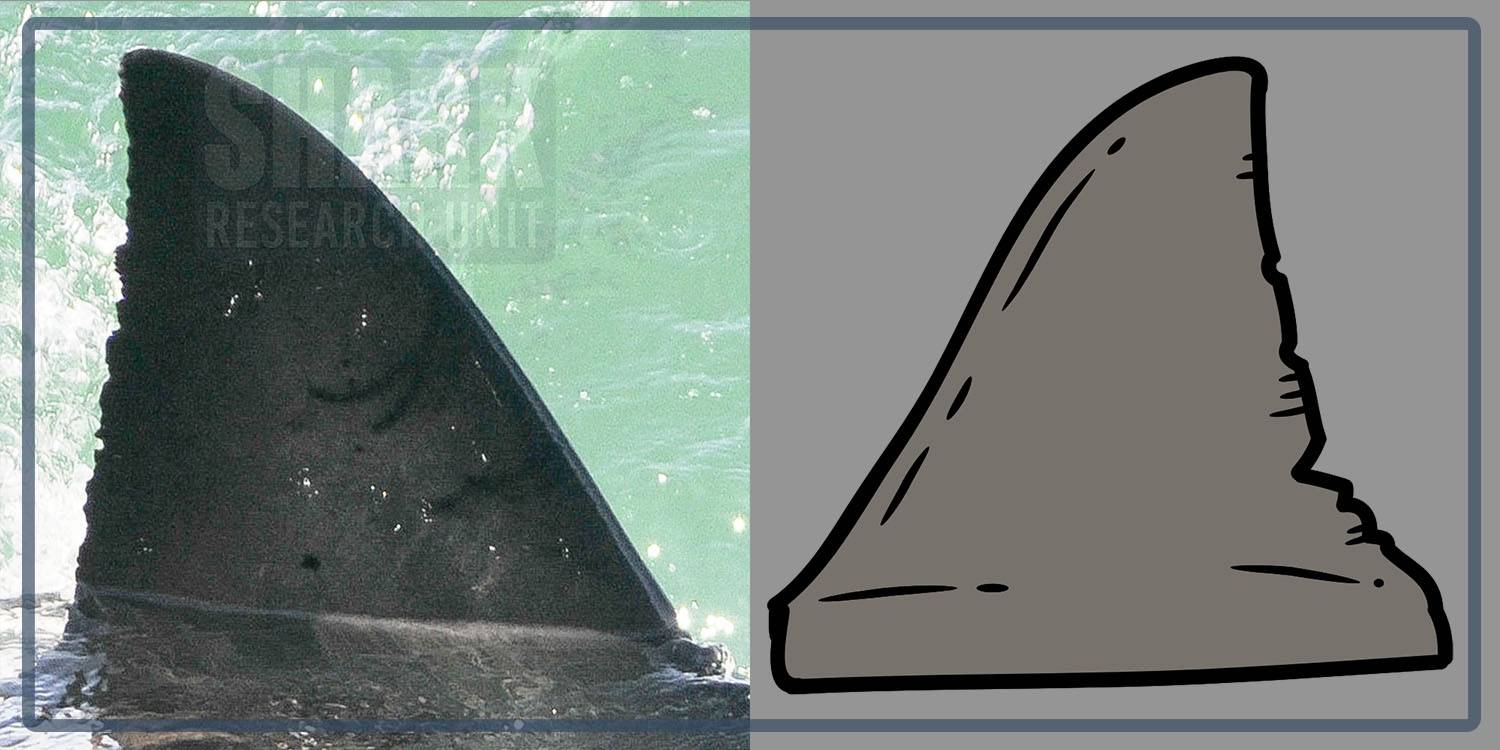 White shark Photo identification project - Great white shark 013