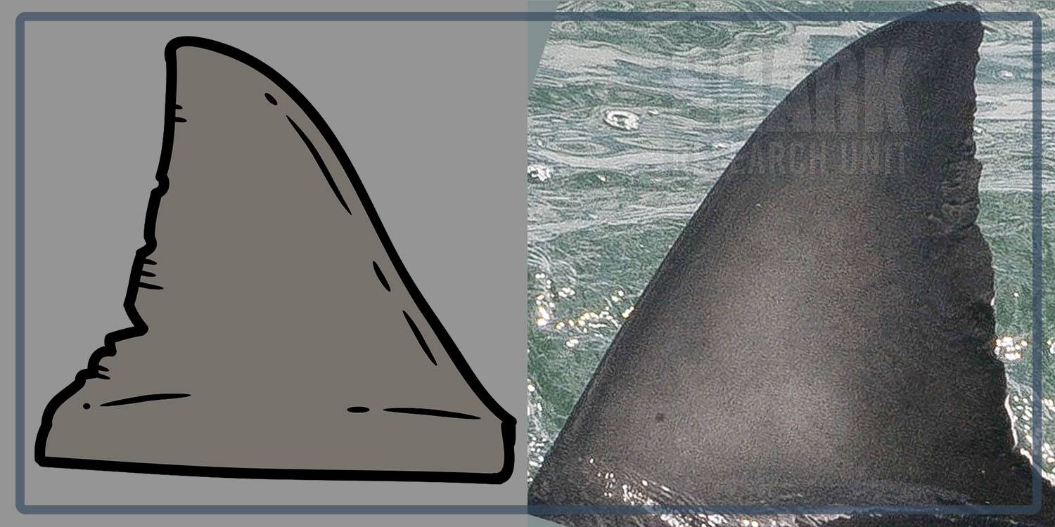 White shark Photo identification project - Great white shark 017