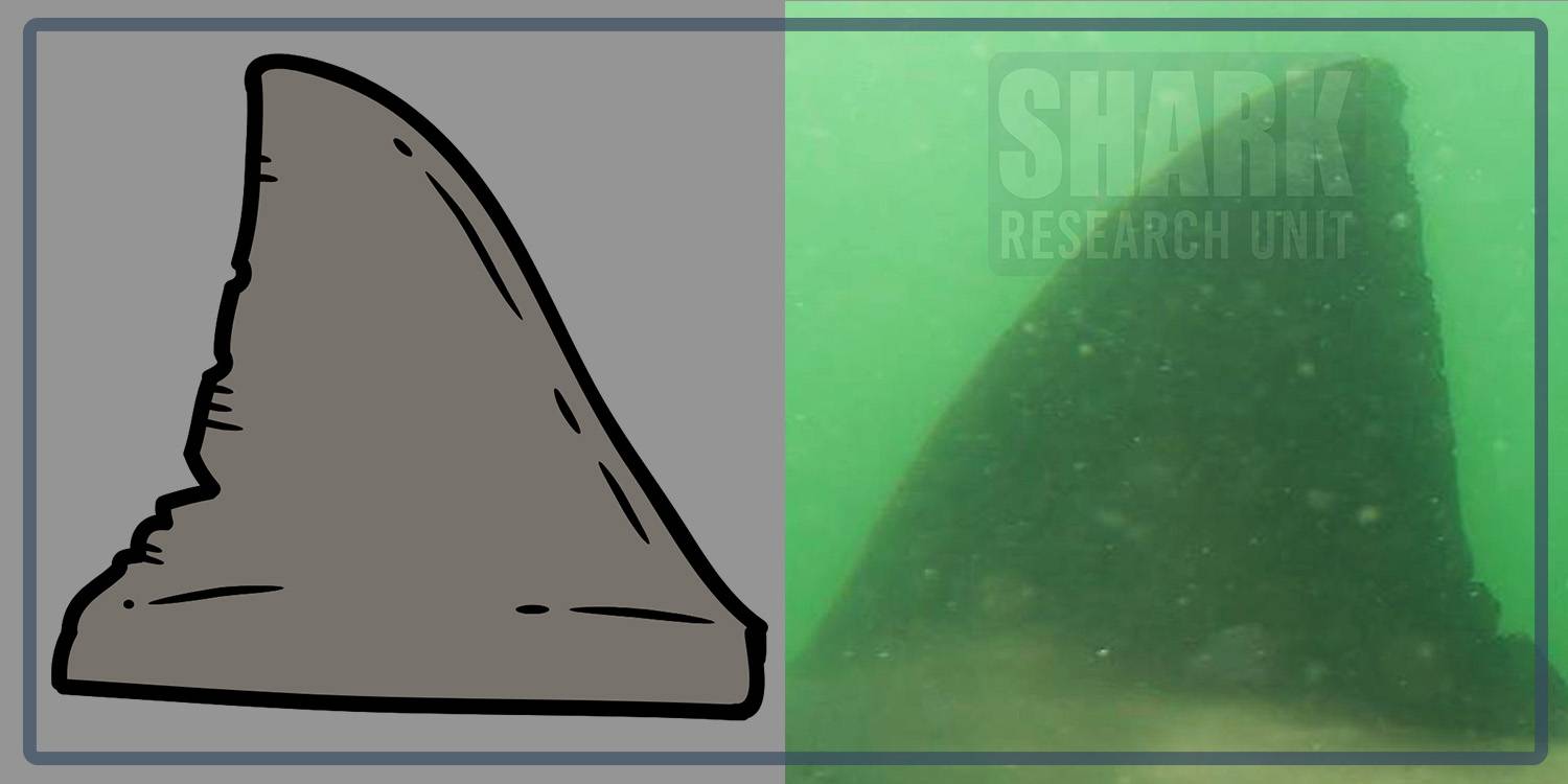 White shark Photo identification project - Great white shark 019