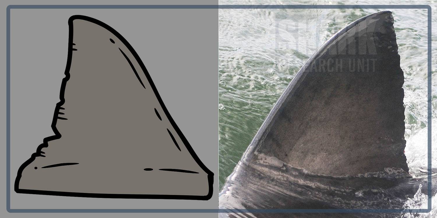 White shark Photo identification project - Great white shark 021