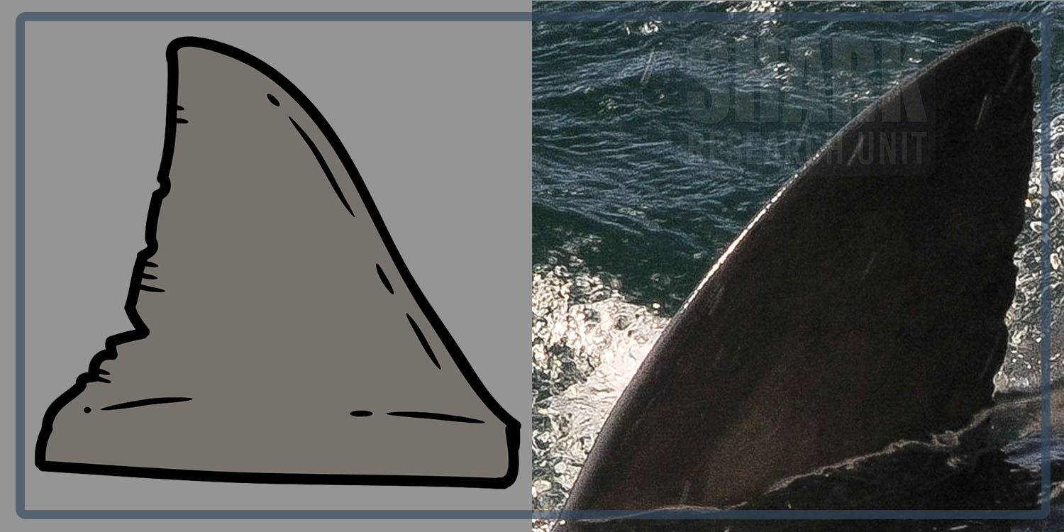 White shark Photo identification project - Great white shark 028