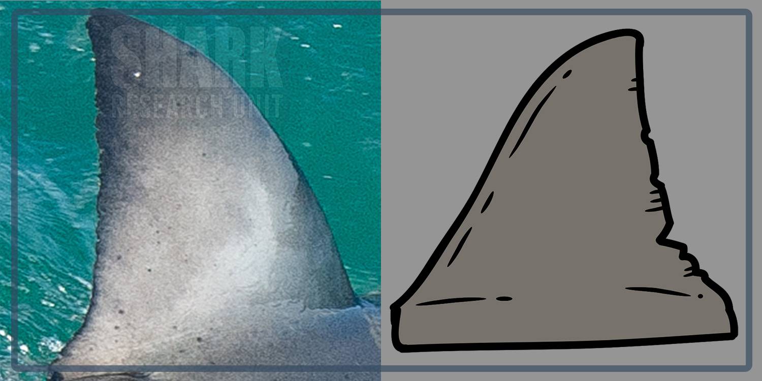 White shark Photo identification project - Great white shark 036