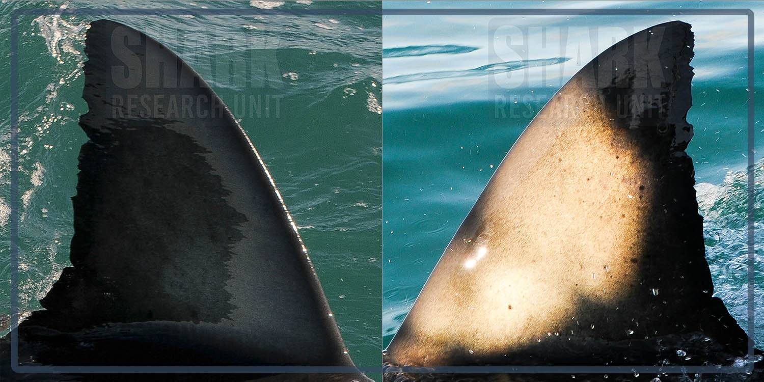White shark Photo identification project - Great white shark 037