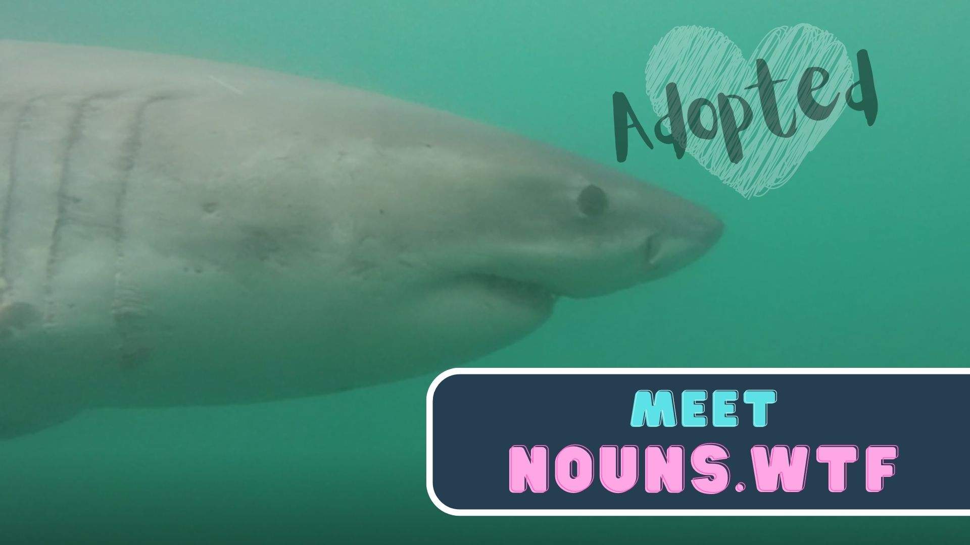 A great white shark called 'Nouns.wtf' - Shark Research Unit