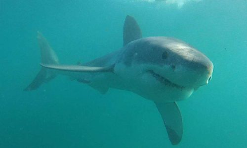 Shark Research Methodology