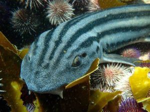 Catshark and Shyshark Speciality