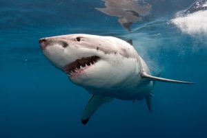 Great White Speciality