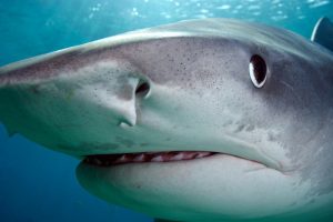 A Guide to Sharks
